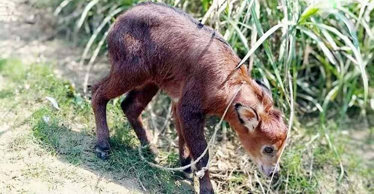 কক্সবাজারে বিরল প্রজাতির ছাগল