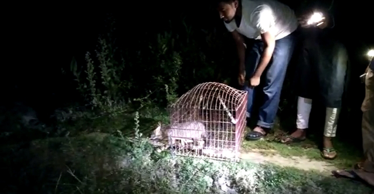 গোপনে বিক্রির সময় উদ্ধার হলো শিয়াল
