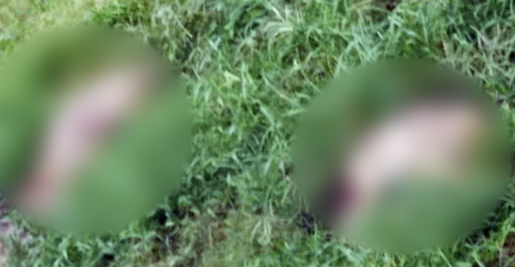খাবারে বিষ মিশিয়ে ৬ শিয়াল ছানা হত্যা