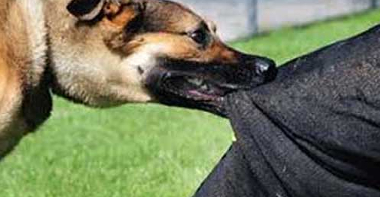 মহাদেবপুরে শিয়ালের কামড়ে আহত ৯