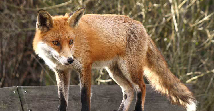 বগুড়ায় শিয়ালের কামড়ে আহত ১১