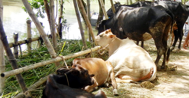 গরু নিয়ে বিপাকে বানভাসিরা