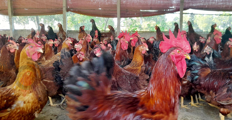 কালার বার্ড মুরগি পালনে ঝুঁকছেন খামারিরা, লাভও বেশি