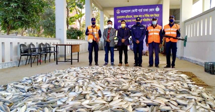 যাত্রীবাহী লঞ্চ থেকে ২৫০০ কেজি জাটকা জব্দ