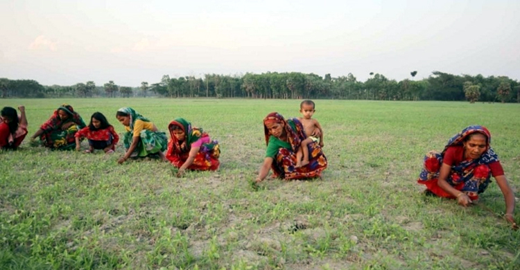 সালথায় পুরুষশূন্য এলাকা, ক্ষেত সামলাতে শিশুদের নিয়ে মাঠে নারীরা