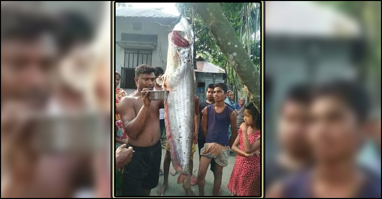 ভুট্টাক্ষেতে ধরা পড়ল ১২ কেজির বোয়াল