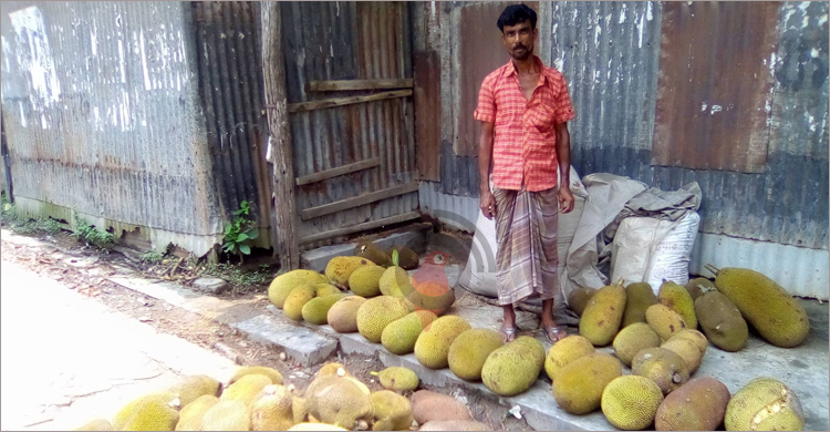 ১০০ টাকার কাঁঠাল ১০ টাকা, তবুও নেই ক্রেতা