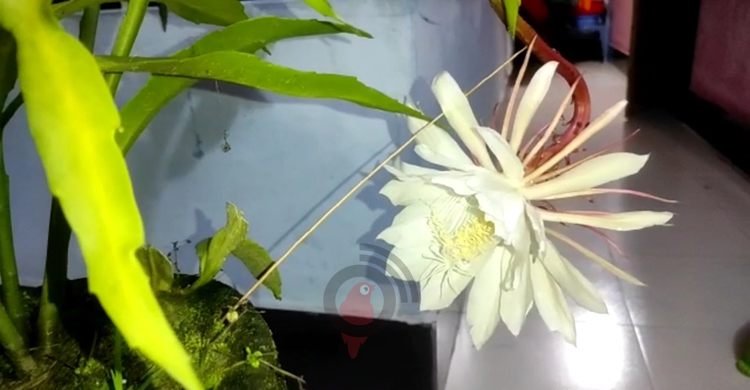 দুই বছর পর দেখা মিললো ‘রাতের রানির’