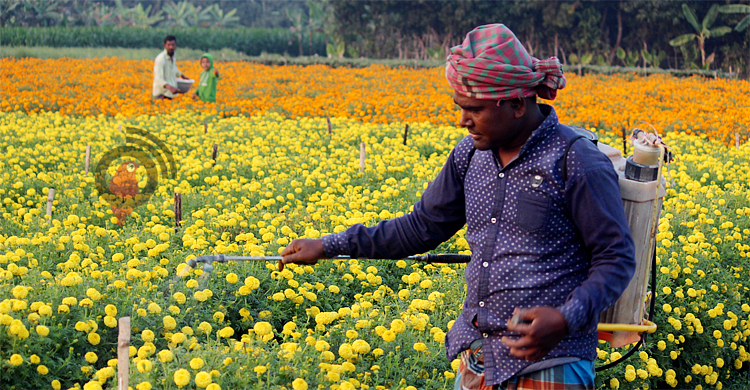 ঝিনাইদহে ১৫ বছরের মধ্যে ফুলের দামে রেকর্ড