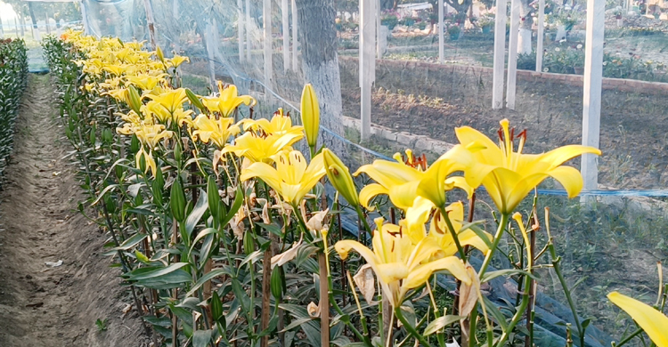 ফাগুনেও মুগ্ধতা ছড়াচ্ছে শীতের দেশের লিলিয়াম