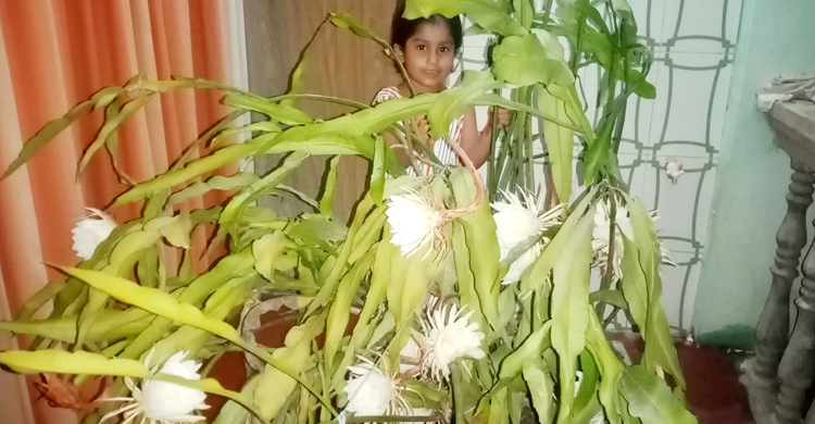 এক গাছে ফুটলো ২২ নাইট কুইন