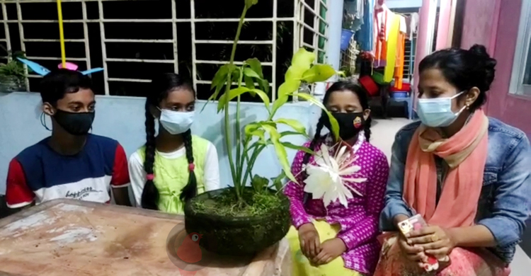 দুই বছর পর দেখা মিললো &lsquo;রাতের রানির&rsquo;