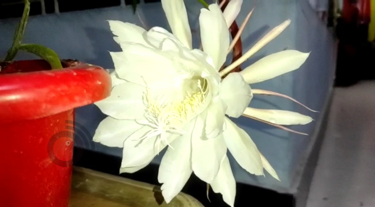 দুই বছর পর দেখা মিললো &lsquo;রাতের রানির&rsquo;