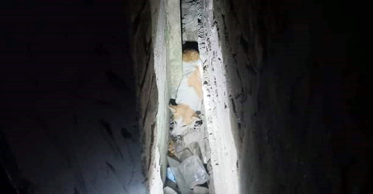 দুই দেওয়ালের মাঝে আটকা পড়া কুকুর উদ্ধার করলো ফায়ার সার্ভিস