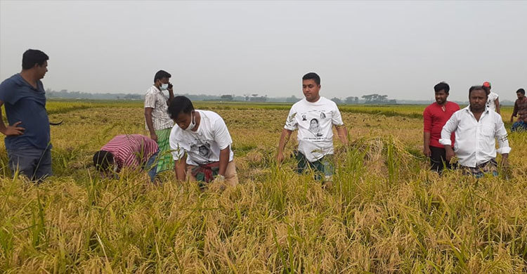 কালীগঞ্জে এবার কৃষকের ধান কেটে দিলেন যুবলীগ নেতাকর্মীরা