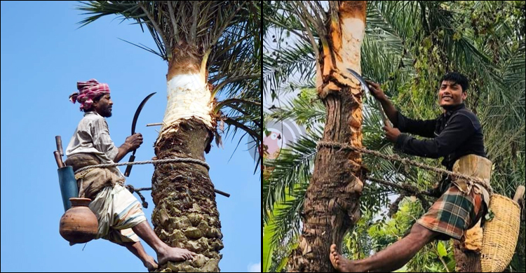 ফরিদপুরে কমেছে খেজুর গাছ, খোঁজ মেলে না গাছির