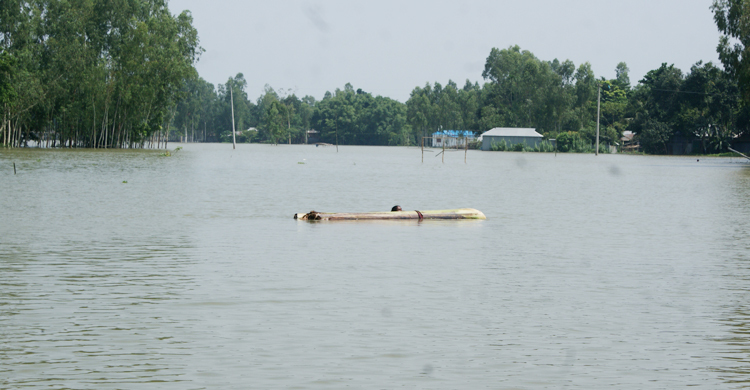 গাইবান্ধায় ব্রহ্মপুত্রের পানি বিপৎসীমার ওপরে, প্লাবিত নিম্নাঞ্চল