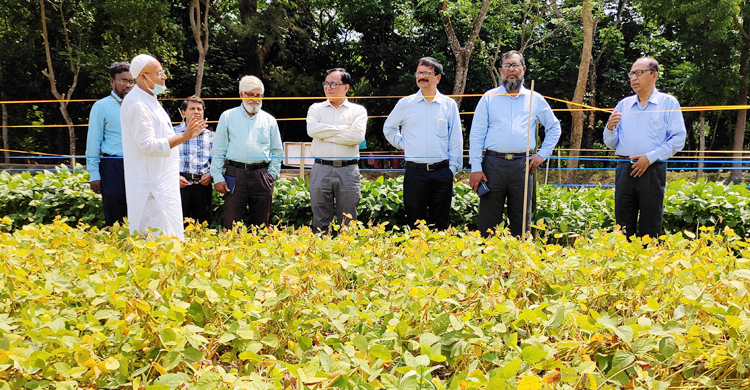 উপকূলীয় অঞ্চলে জনপ্রিয় হচ্ছে সয়াবিনের নতুন জাত