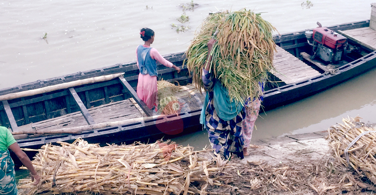 গাইবান্ধায় নিম্নাঞ্চল প্লাবিত, কাউন চাষিদের মাথায় হাত