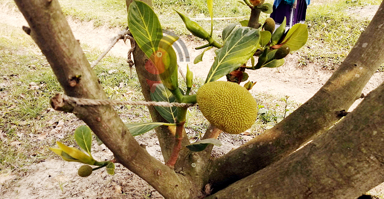 কাঁঠালের কলমে ফল মিলবে সাড়ে ৩ বছরেই