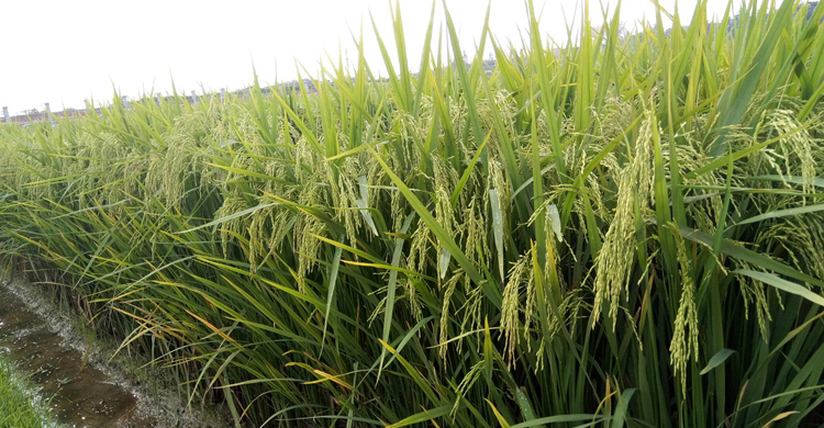 অনুমোদন পেলো ব্রি উদ্ভাবিত ধানের নতুন ৩ জাত