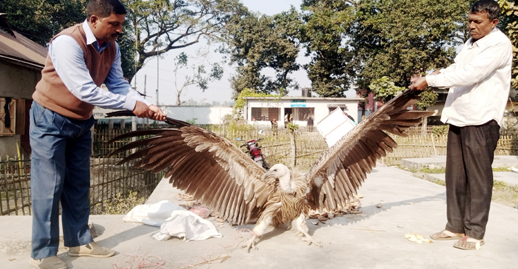 গাইবান্ধায় হিমালয়ান শকুন উদ্ধার