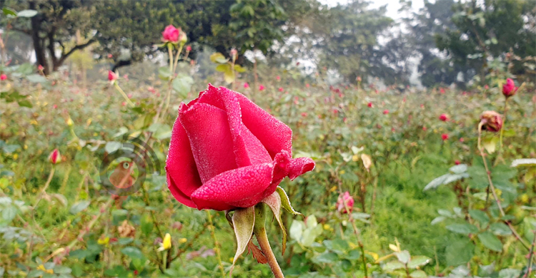 সাভারের গোলাপ গ্রামে ছত্রাকের হানা, দুশ্চিন্তায় চাষিরা