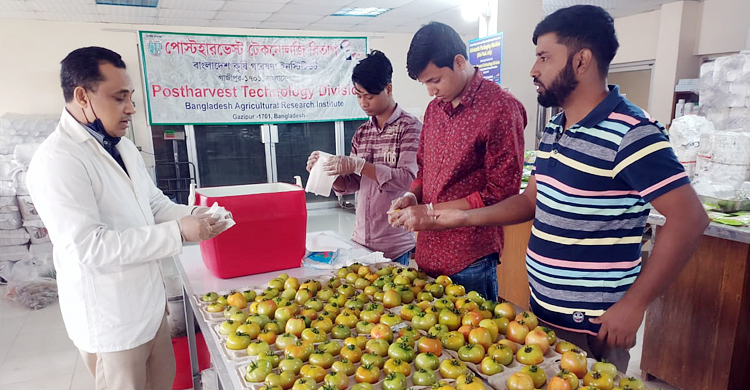 বাড়িতেই টমেটো সংরক্ষণ, অটুট থাকবে স্বাদ-গুণাগুণ