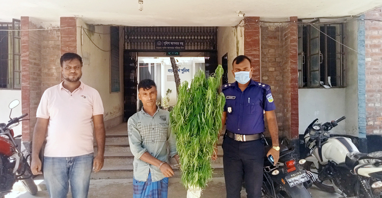 বাড়ির উঠানে গাঁজা চাষ করে বেচতেন এলাকায়