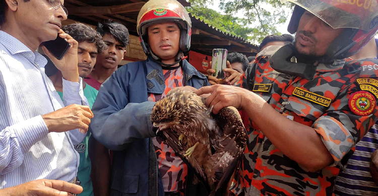 সুতায় আটকে গাছের ডালে ঝুলছিল চিল, উদ্ধার করলো ফায়ার সার্ভিস