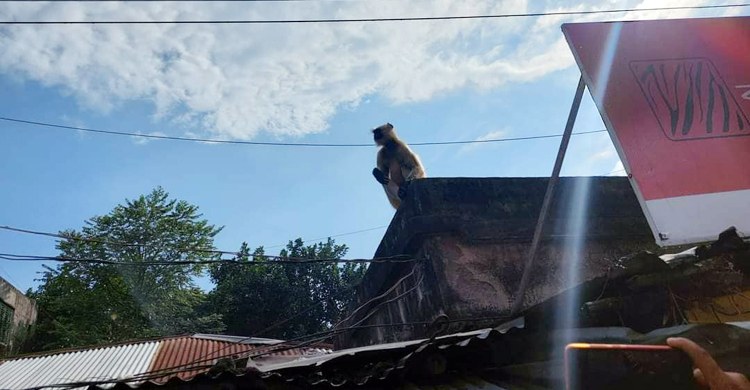 লোকালয়ে হনুমান, দেখতে উৎসুক জনতার ভিড়