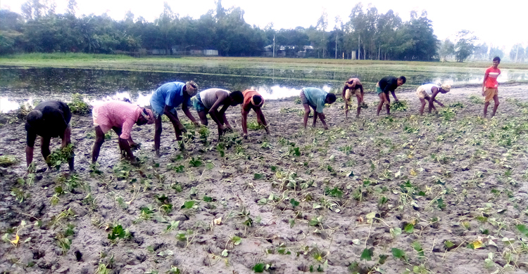 মিষ্টি আলুতে বন্যার ক্ষতি পোষানোর চেষ্টা
