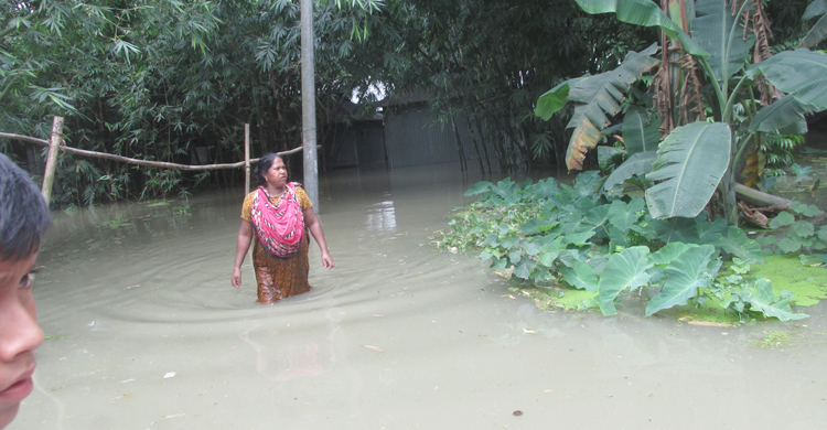 ব্রহ্মপুত্র ও ঘাঘটের পানি বেড়ে গাইবান্ধায় ৫০ গ্রাম প্লাবিত