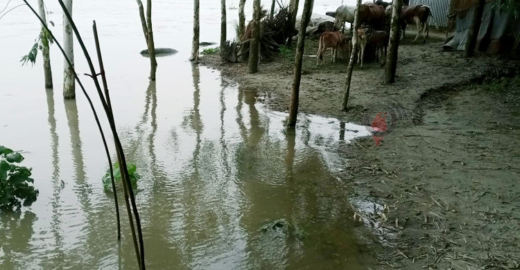 গাইবান্ধায় নদ-নদীর পানি বাড়ছে