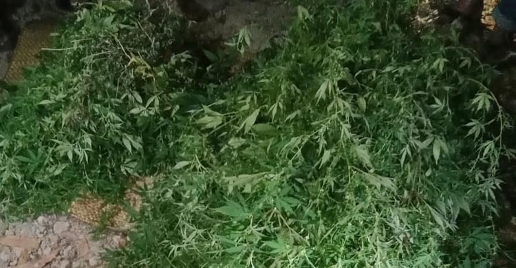 পেয়ারা বাগানে ২০১ গাঁজা গাছ, বৃদ্ধ আটক