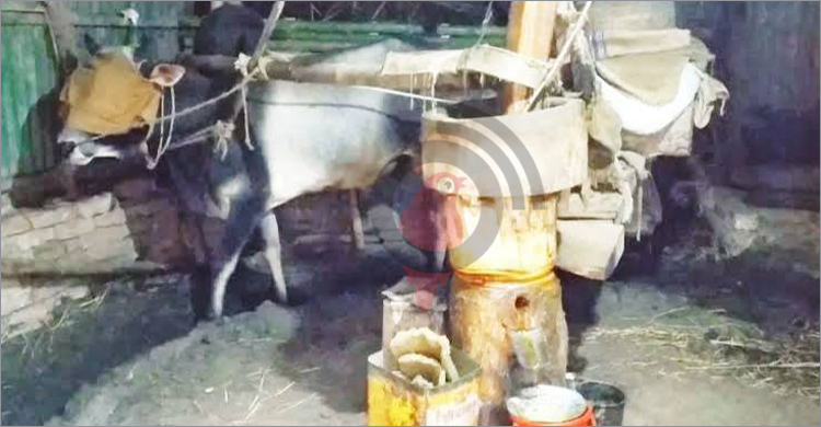 মাগুরায় বিলুপ্তির পথে ‘ঘানি শিল্প’