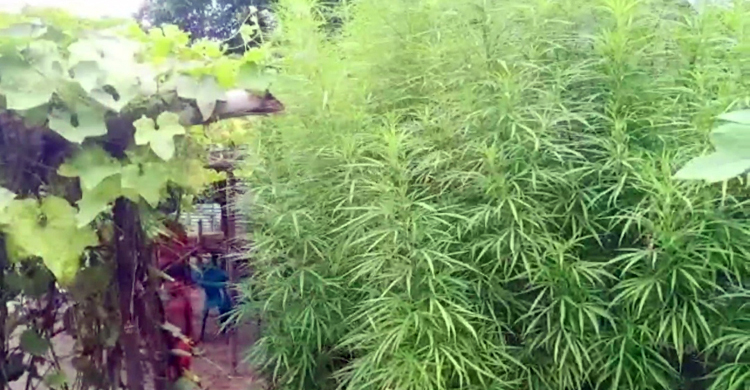 বাড়ির আঙিনা থেকে ১০০ গাঁজা গাছ জব্দ, দম্পতি পলাতক