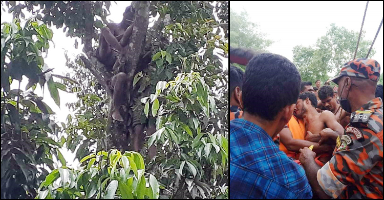 গাছের মগডালে উঠে ভয়ে জ্ঞান হারাল যুবক, উদ্ধার করল ফায়ার সার্ভিস