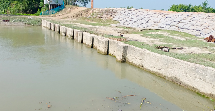 কলাপাড়ায় অকেজো অর্ধশত স্লুইসগেট, ফসল নিয়ে শঙ্কায় কৃষক