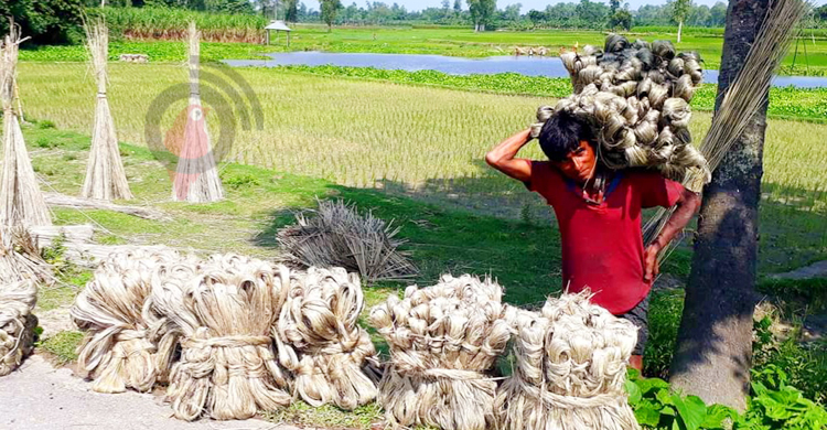 গাইবান্ধায় সোনালি আঁশে ফিরেছে কৃষকের হাসি
