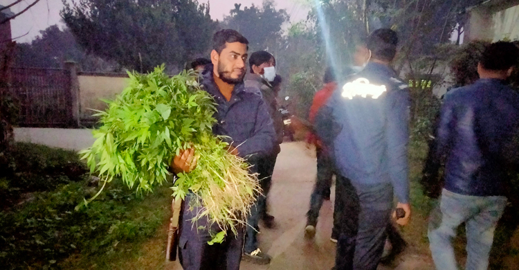 হাসপাতালের আবাসিক এলাকা থেকে ৫ শতাধিক গাঁজাসদৃশ গাছ উদ্ধার