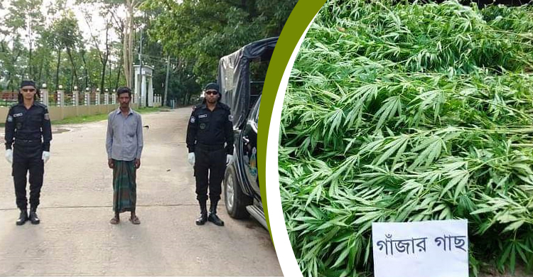 বাড়িতে গাঁজার চাষ