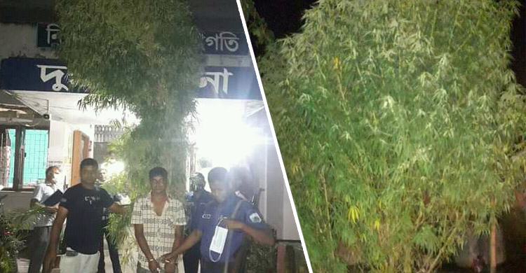 বাড়ির আঙিনায় ১৩ ফুট উচ্চতার গাঁজার গাছ, কবিরাজ গ্রেফতার