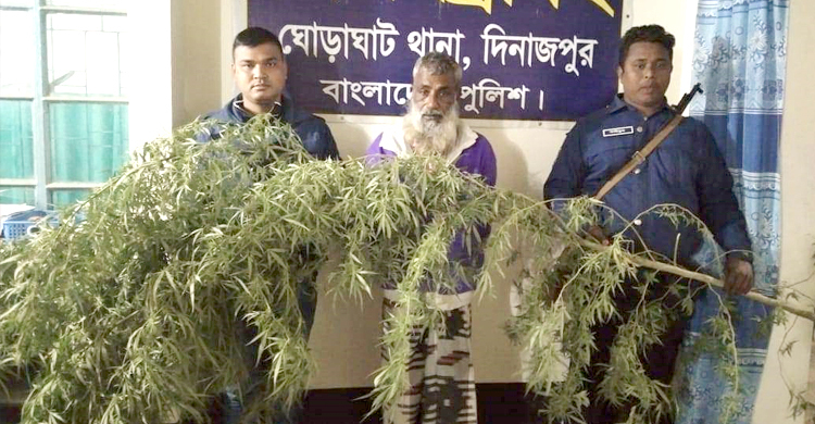 আখক্ষেতে গাঁজার চাষ, বৃদ্ধ গ্রেফতার