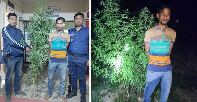 বাড়ির আঙিনায় গাঁজা চাষ, যুবক আটক