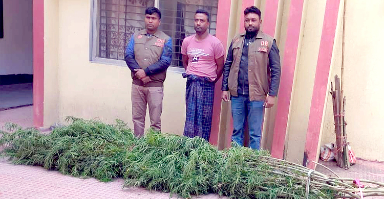 রান্নাঘরের পাশে গাঁজা চাষ, যুবক কারাগারে
