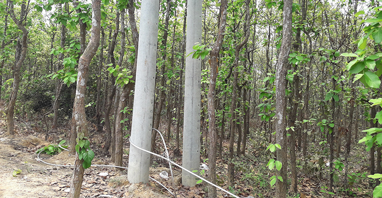 শালবনের ভেতর দিয়ে যাচ্ছে হাই ভোল্টেজের বিদ্যুতের লাইন