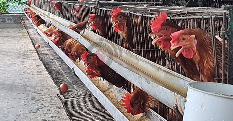 ডিমের মূল্যবৃদ্ধি: চাহিদা কমায় বিপাকে খামারিরা