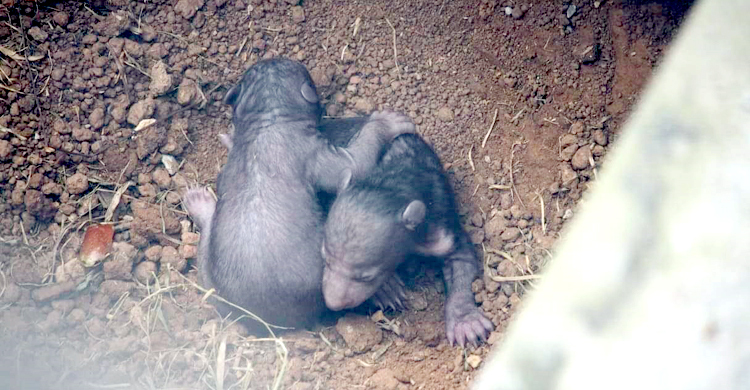 সাফারি পার্কে ভাল্লুক পরিবারে নতুন দুই অতিথি