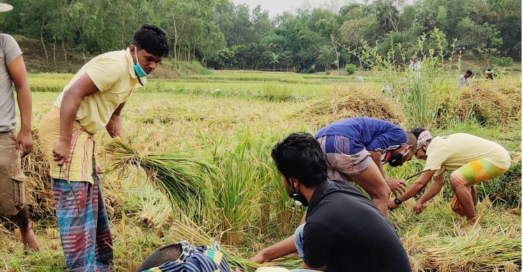 কৃষকের ধান কেটে বাড়ি নিয়ে মাড়াই করে দিল ছাত্রলীগ